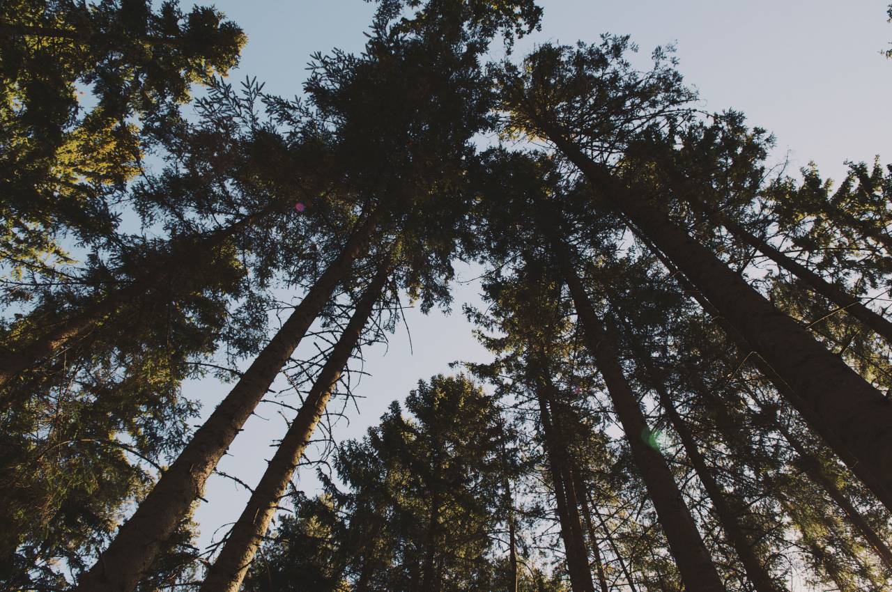 nature, landscape, woods, forest, trees, leaves, green
, 