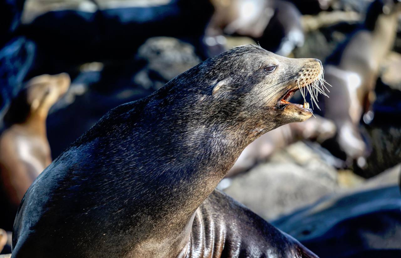nature, marine, animals, seals, herd
, 