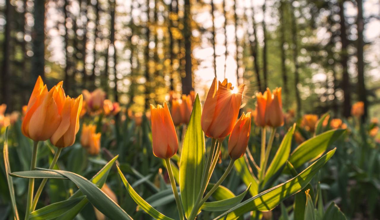 naranja, tulipanes, flores, jardín, naturaleza, árboles, bosque, puesta de sol,