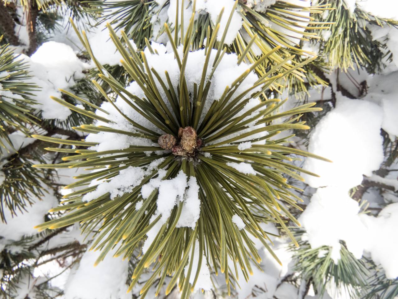 hojas de pino, nieve, invierno, navidad,
