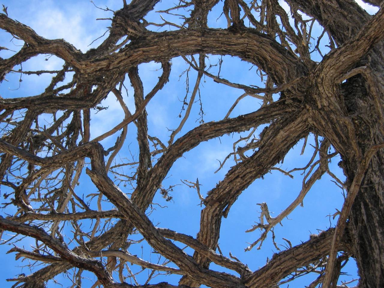 Pino, árbol, ramas, cielo, capeado, fondo costero, viajes, corteza, verano, viejo, naturaleza,