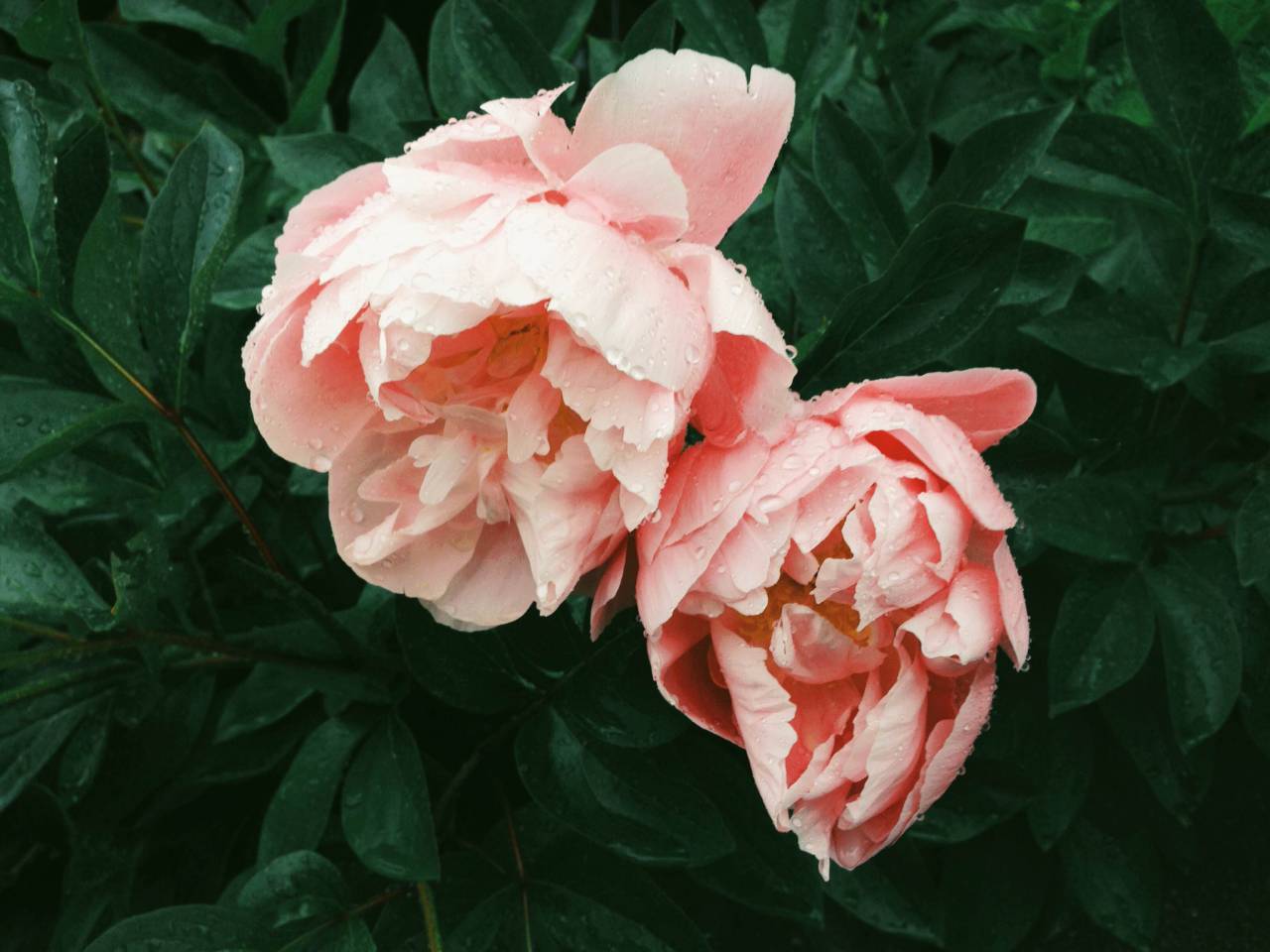 pink, roses, flowers, nature
, 