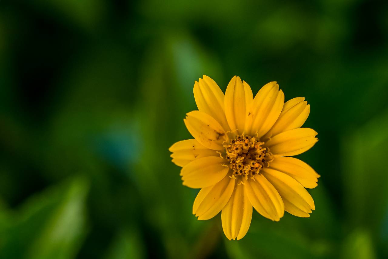 plants, flower, sunflower, bokeh, blur, decor, display, garden, yellow, green, bloom, outdoor, leaves, petals
, 