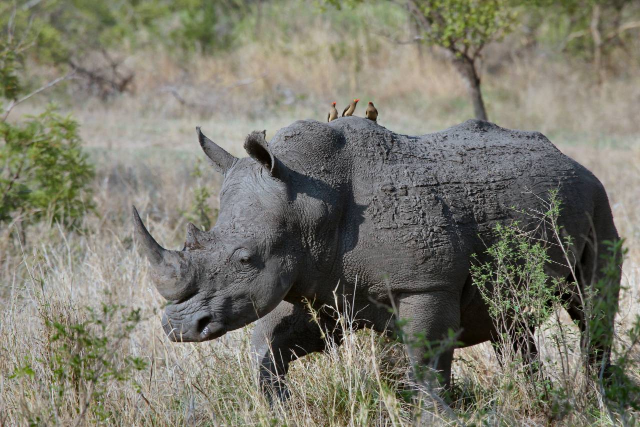 rhinoceros, animal, wildlife, nature, landscape, green, grass, leaves, horn
, 