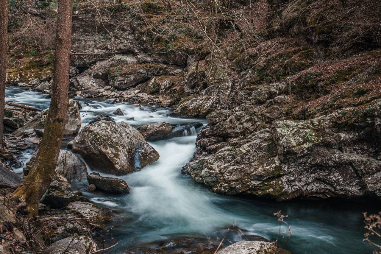 rocks, stone, river, water, nature, tree, plant, branch
, 
