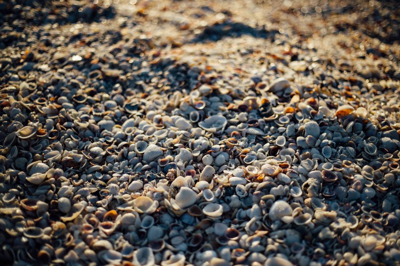 Conchas de mar, playa, arena, rocas, guijarros, sol, verano, orilla,