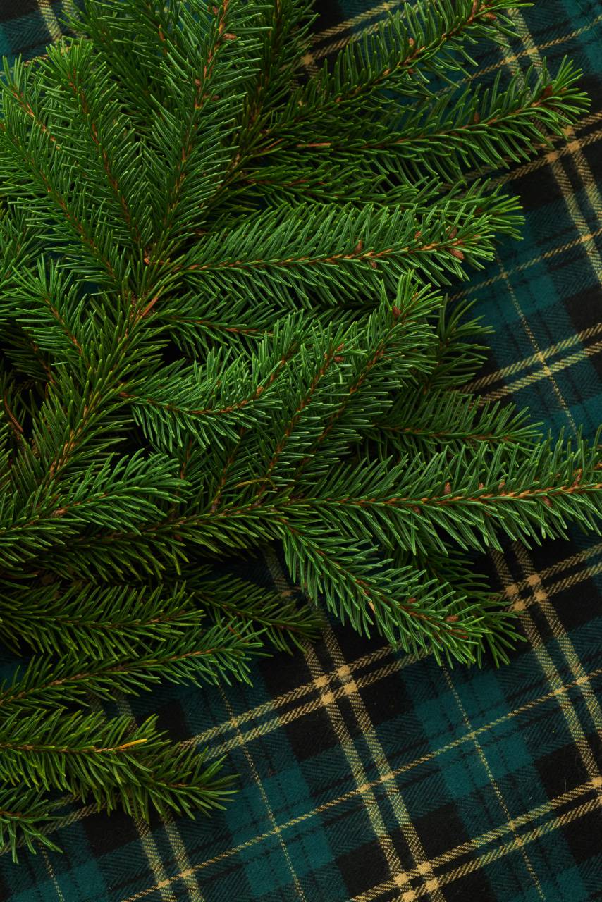 seasonal, backgrounds, christmas, flat lay, pine, tree, branches, festive, copyspace, holiday, merry, xmas, background, plaid
, 