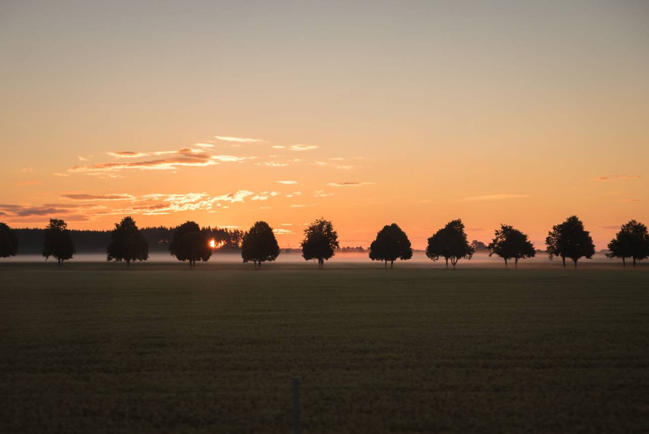 sky, sunset, sunrise, dark, trees, plant, field, farm, yard, green, grass
, 