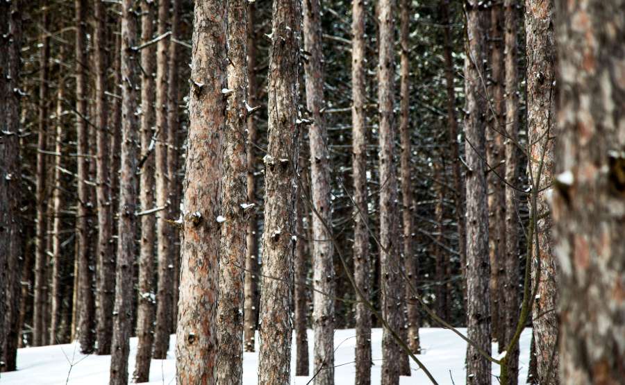snow, winter, trees, plants, branch, woods, outdoor, forest, nature
, 