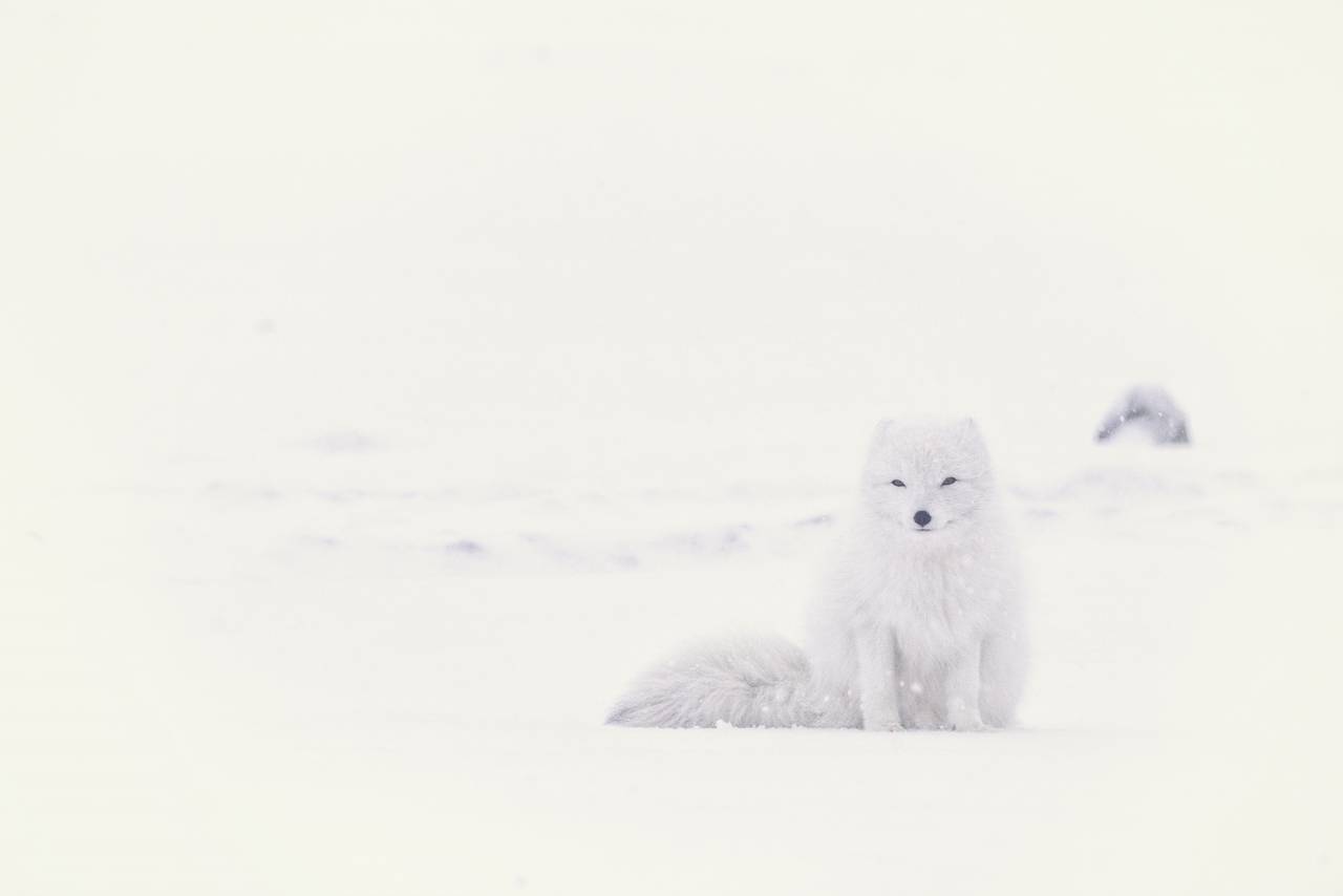 La nieve, el invierno, el blanco, el frío, el clima, el hielo, la naturaleza, el Ártico, animales, osos,
