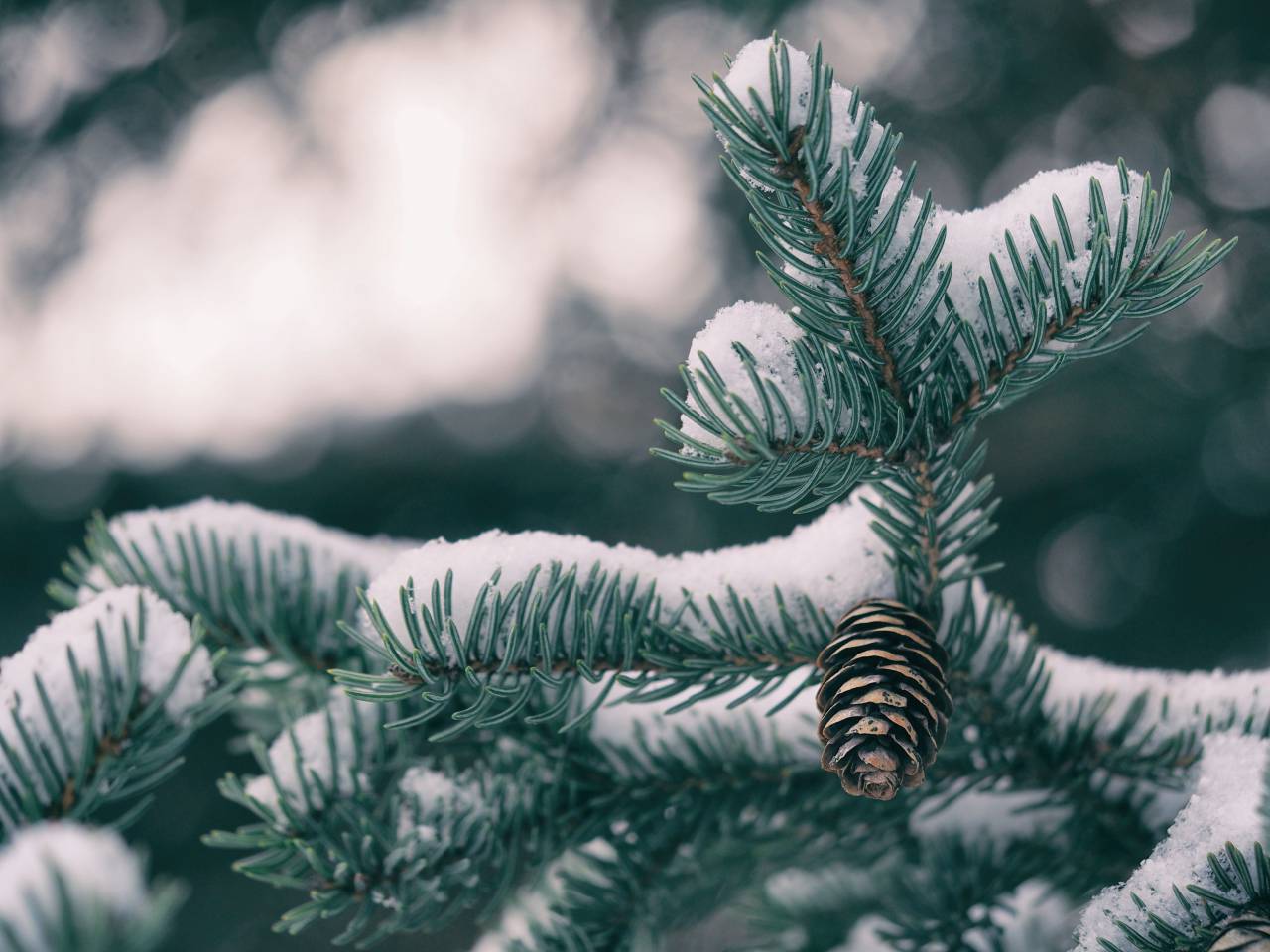 Abeto, nieve, invierno, hojas, bokeh, desenfoque, plantas, naturaleza, árbol, frío,