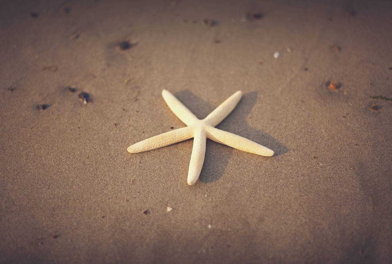 starfish, beach, sand, summer, shore
, 