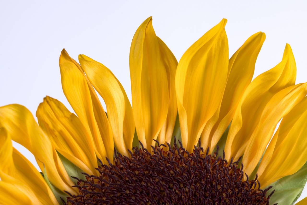 sunflower, petals, macro, closeup, flower, yellow, botanical, color, bloom, plant, fresh, nature, spring, summer, sun, flora
, 