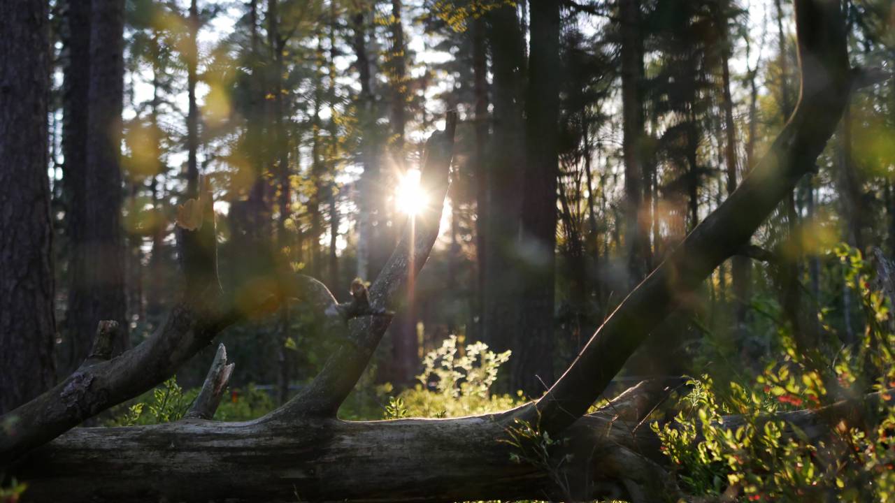 sunset, forest, trees, leaves, nature, dusk, sunbeam, background, outdoor, peaceful, environment, green, foliage
, 