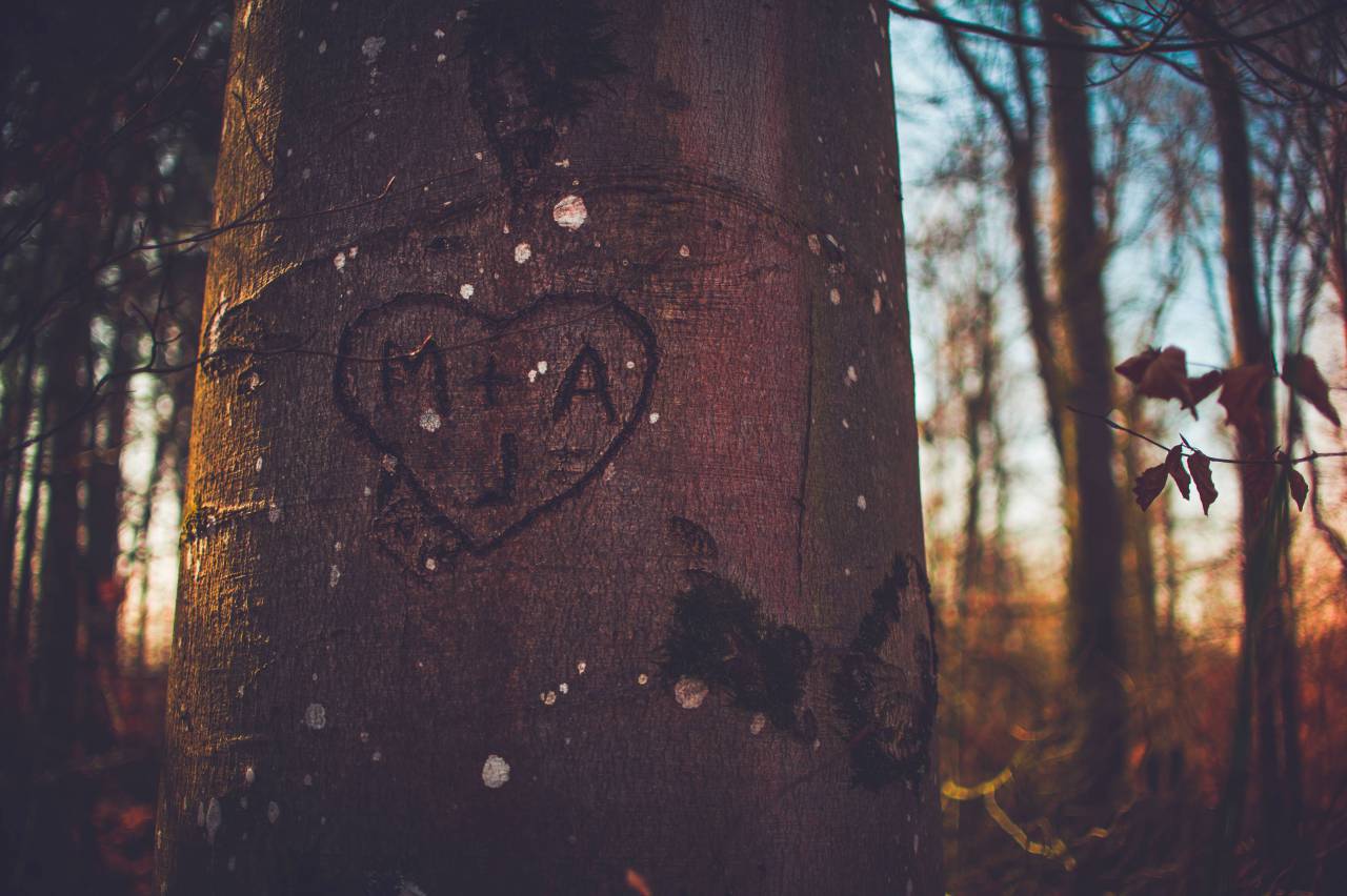 tree, bark, woods, forest, heart, love, engraved
, 