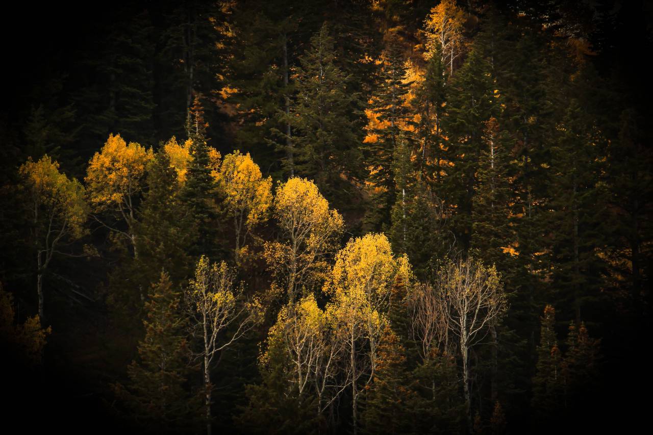 trees, forest, woods, autumn, fall, summer, travel, adventure, mountain
, 
