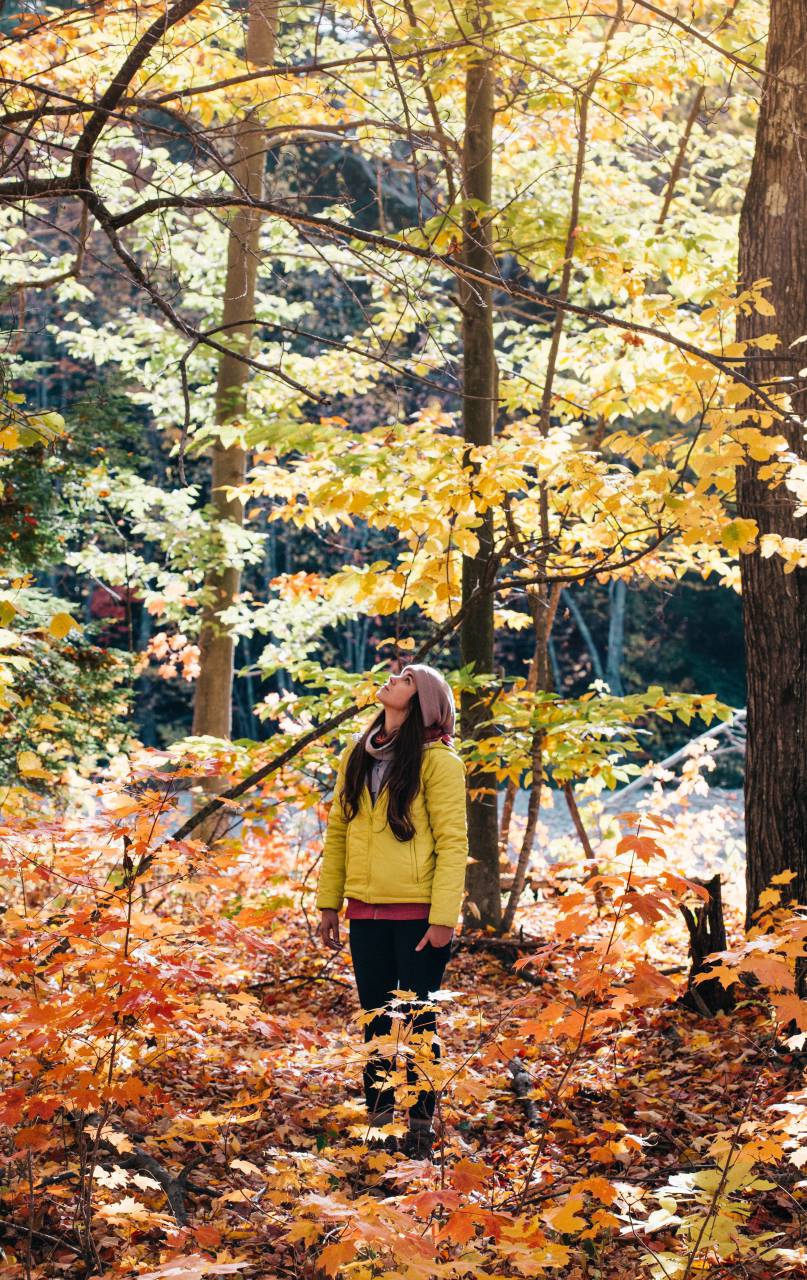 Árboles, planta, bosque, amanecer, luz del sol, naturaleza, otoño, otoño, gente, solo, mujer, aventura, al aire libre,