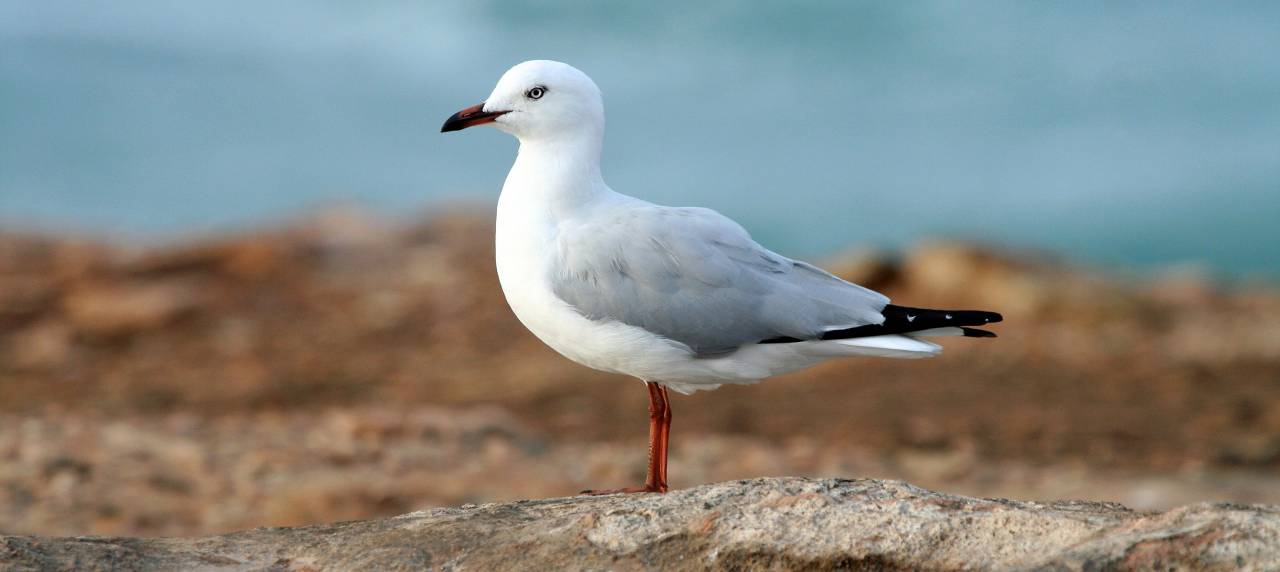 white, dove, bird, animal, nature, sky, blur
, 