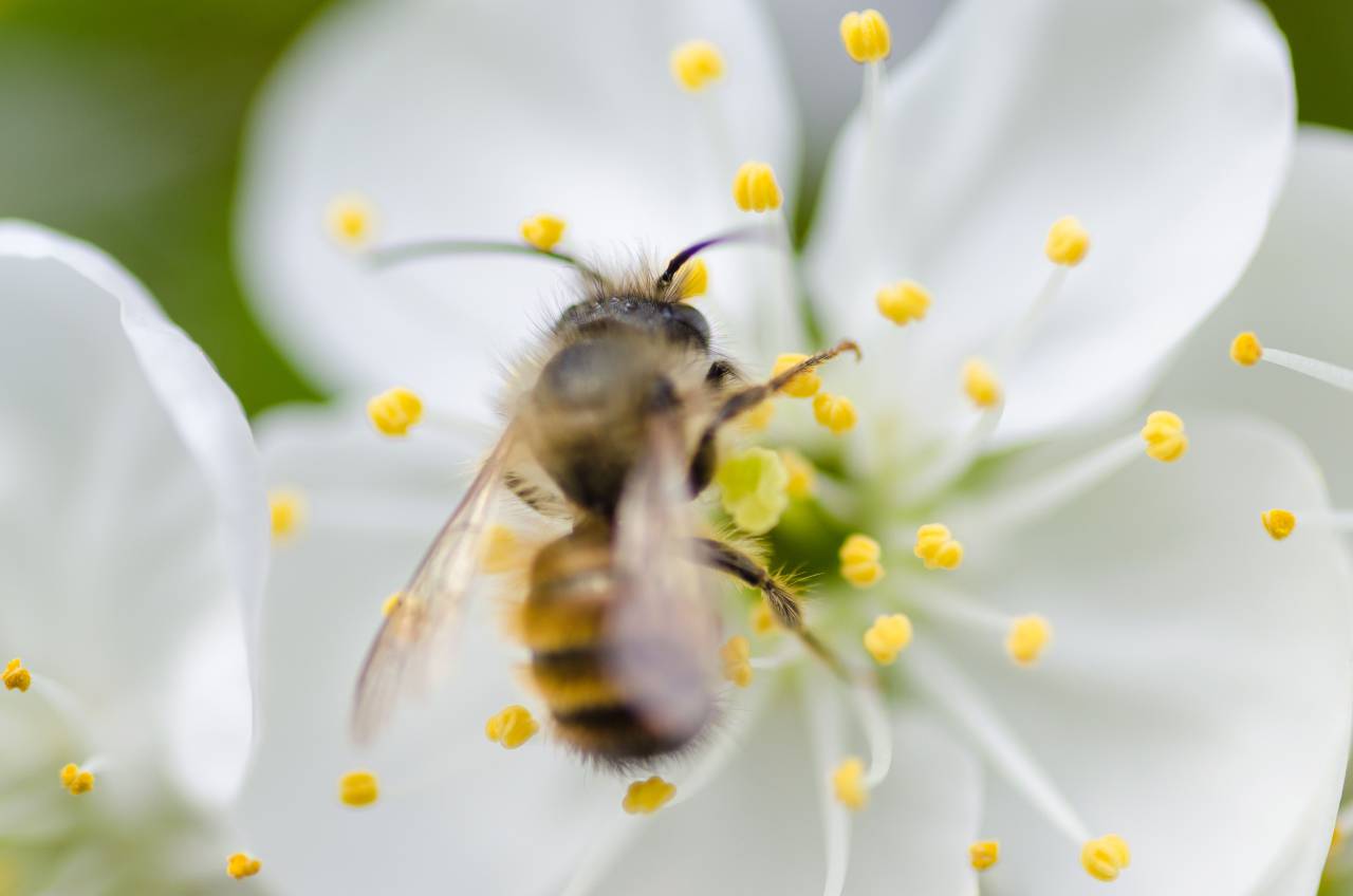 Blanco, flores, flores, flor, jardín, pétalos, insectos, abejas, animales