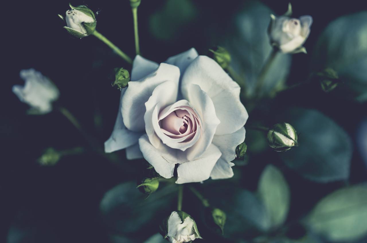 Blanco, rosa, flor, planta, naturaleza, desenfoque,