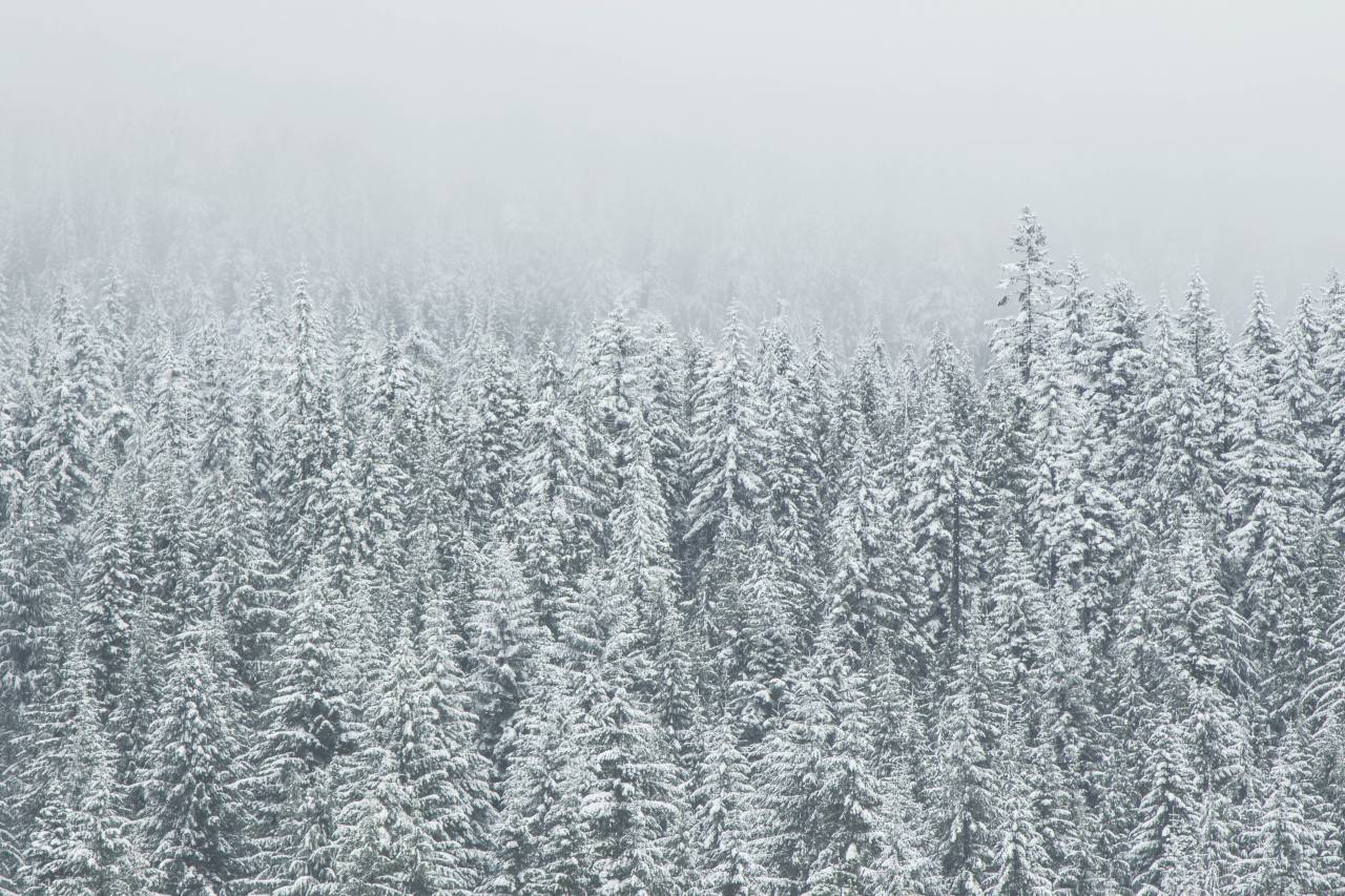 Foto De Rvores Da Floresta De Inverno Neve Nevasca Nevoeiro Cinza Imagem Gratis Uso