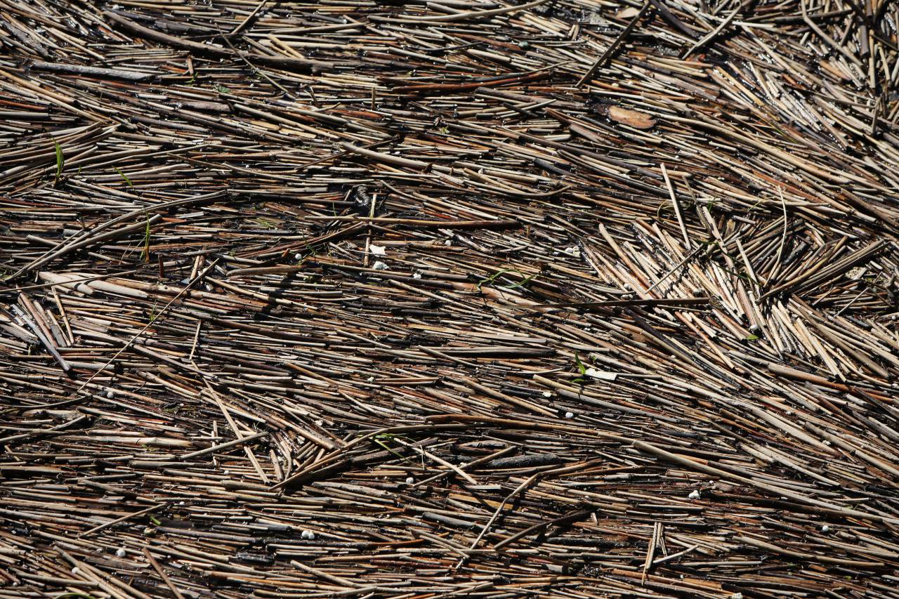 wood, branches, lumber, bamboo
, 