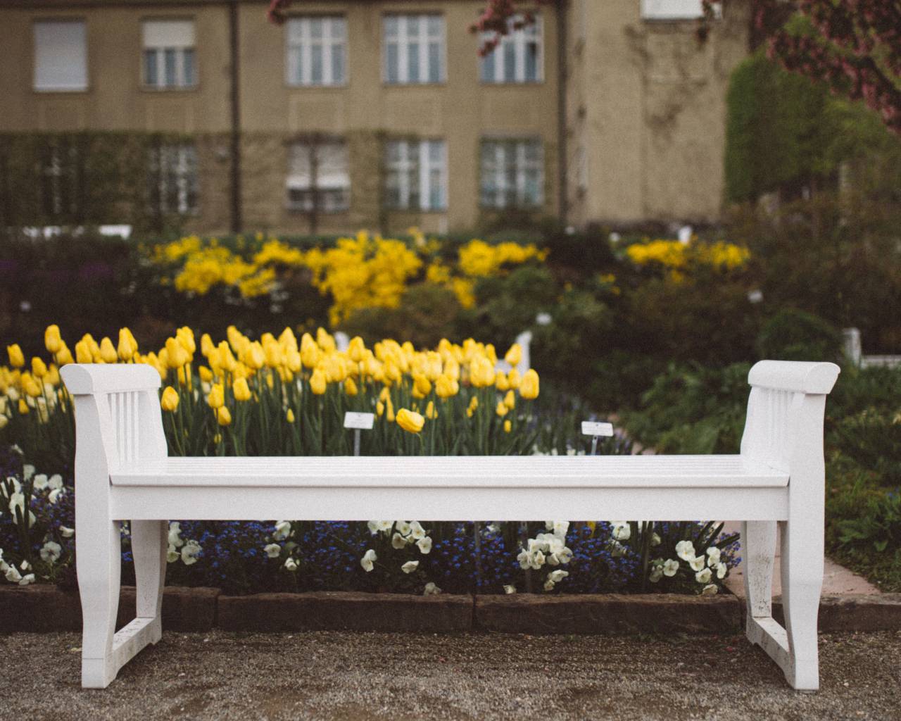 yellow, flower, tulips, garden, outdoor, nature, plants, white, bench
, 