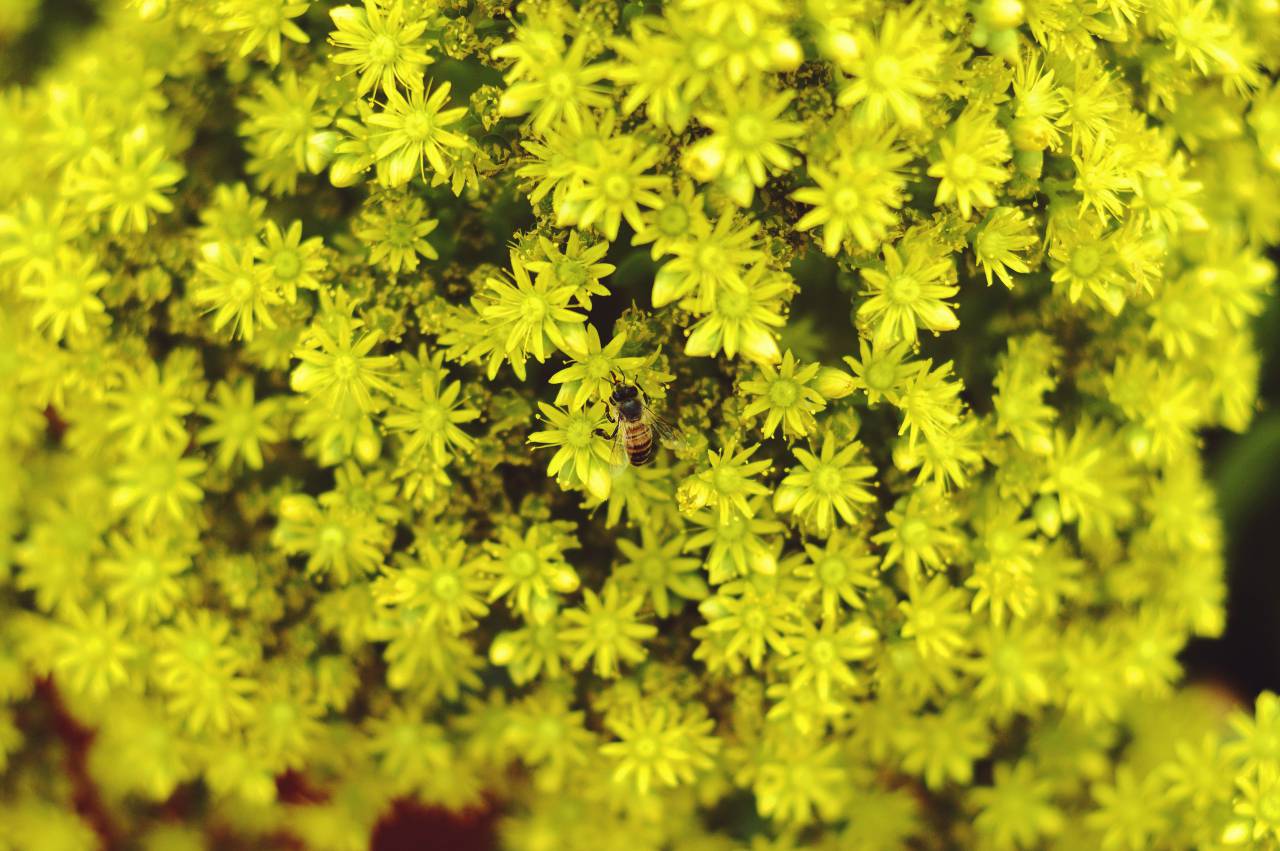 Amarillo, verde, flor, abeja, naturaleza, pétalos, polen, flores, desenfoque