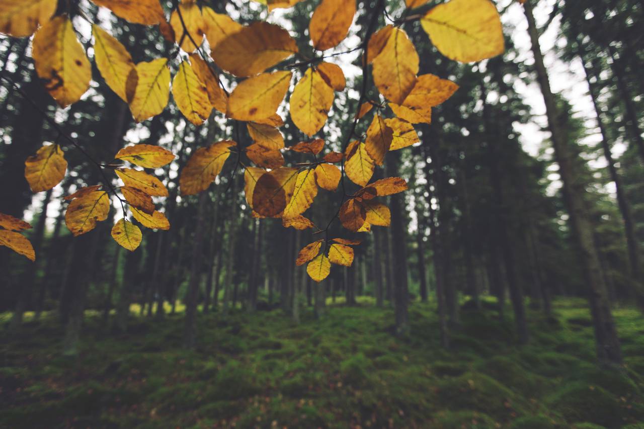yellow, leaves, trees, forest, woods, nature, grass
, 