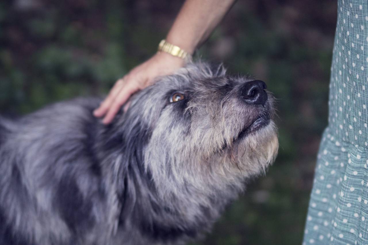 animals, dogs, domesticated, pets, adorable, cute, muzzle, person, owner, still, bokeh
, 