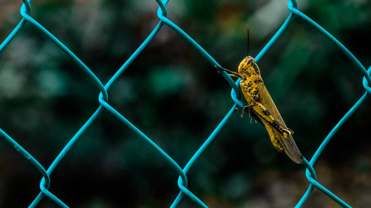 alambradas, animales, insectos, macro, malla, boke, saltamontes,