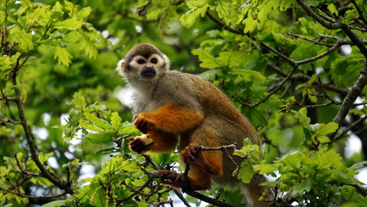 animals, mammals, monkeys, perched, trees, leaves, branches, outdoors, sanctuary
, 