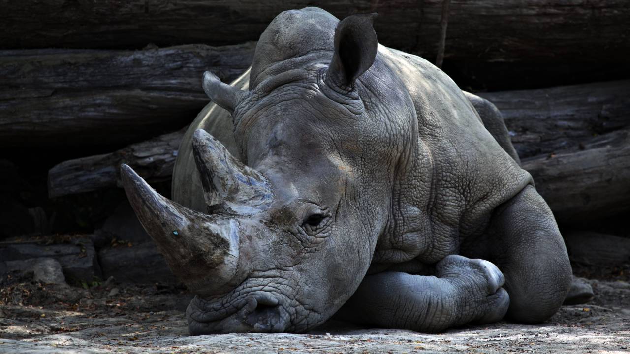 animals, mammals, rhinoceros, rhino, rest, lie, lay, horns, ground, dirt, soil, trunk, still, bokeh, gray
, 