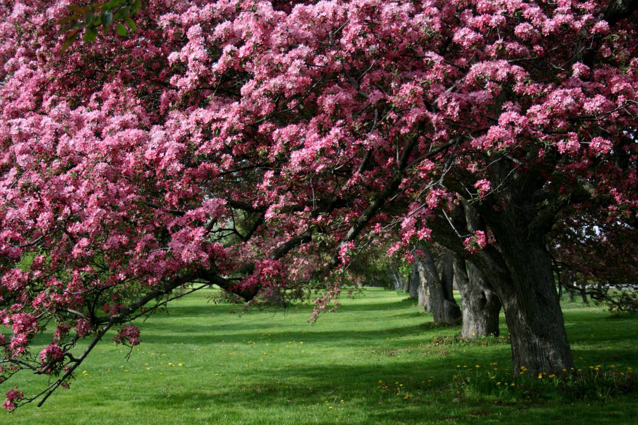 Manzana, naturaleza, flores, floreciente, flora, floral, fruta, huerta, rosa, pétalo, planta, rama, árbol, flores, al aire libre,