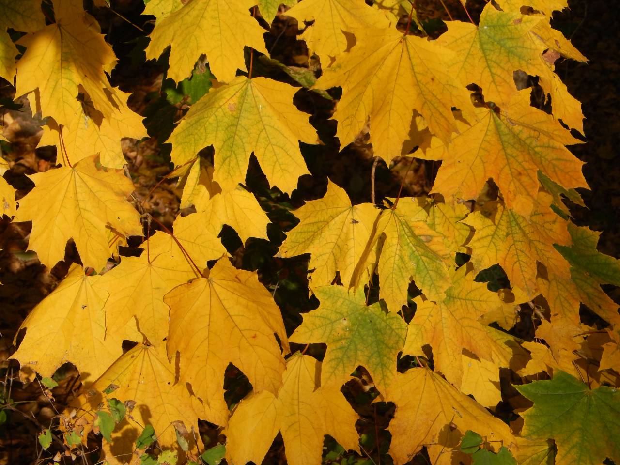 autumn, city, park, background, fall, nature, bench, garden, yellow, leaf, season, tree, branch, foliage, beautiful, brown, landscape, orange, people, view, beauty, color, bright, plant, gold
, 