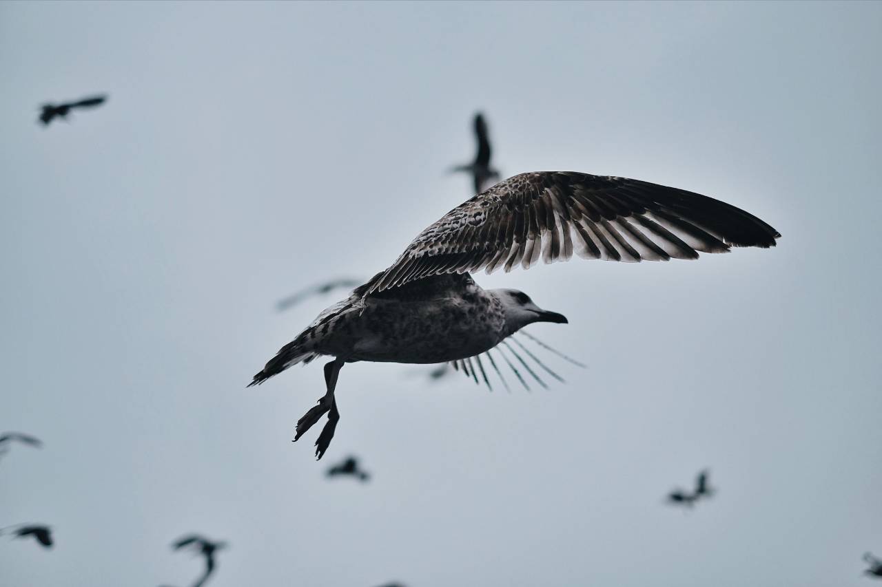animal, cielo, enarbolar, nubes, pico, pluma,