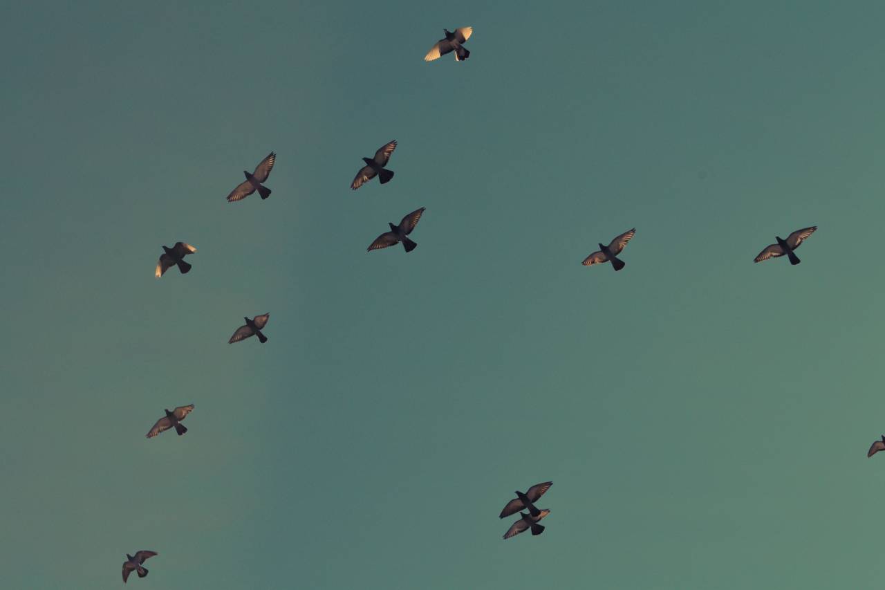 pájaros, voladores, cielo, migrar, animales,