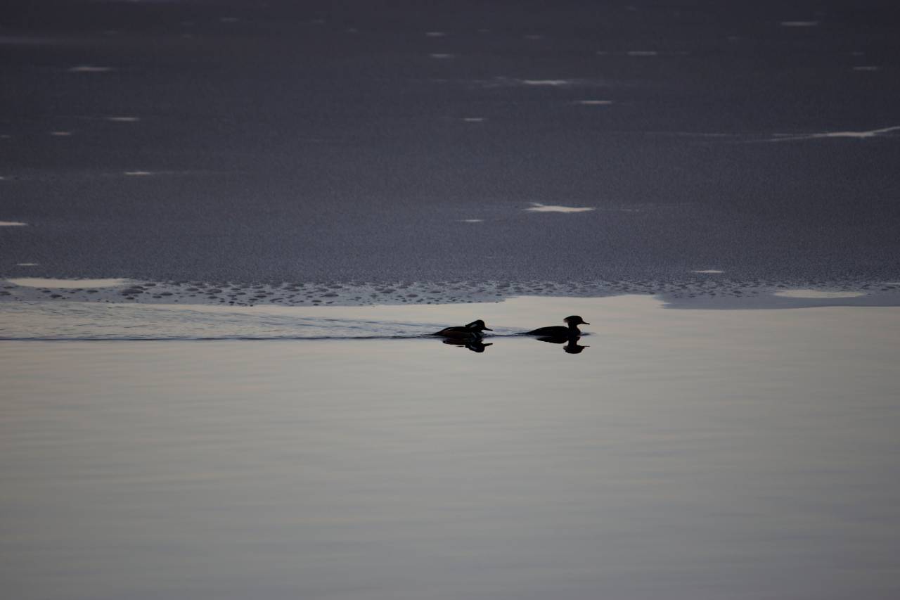 Aves, natación, invierno, hielo, agua, lago, naturaleza, aire libre, animales, congelación, frío, vida silvestre,