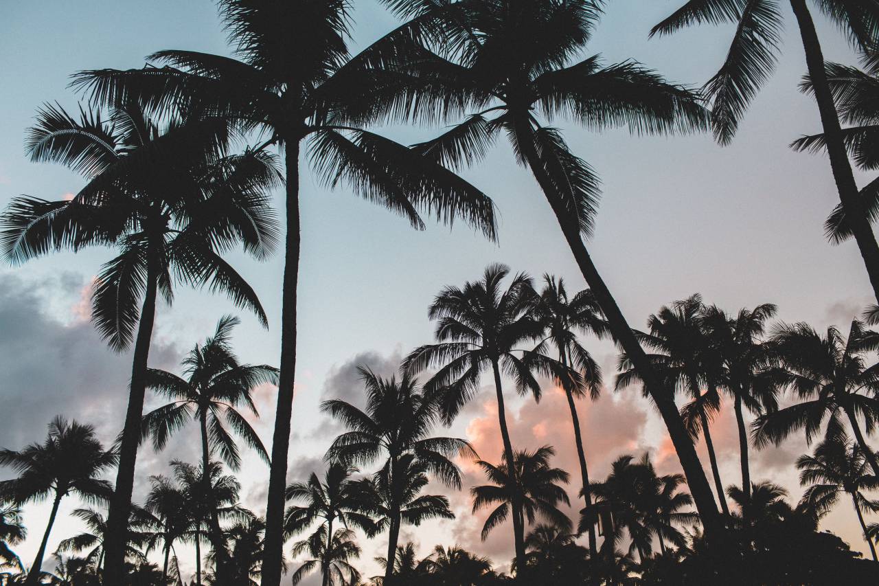coconut, palm, tree, nature, plant, sunset, silhouette, dark, clouds, sky
, 