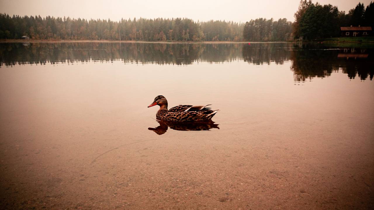 duck, water, river, lake, nature, landscape, trees, sunny, sunset
, 