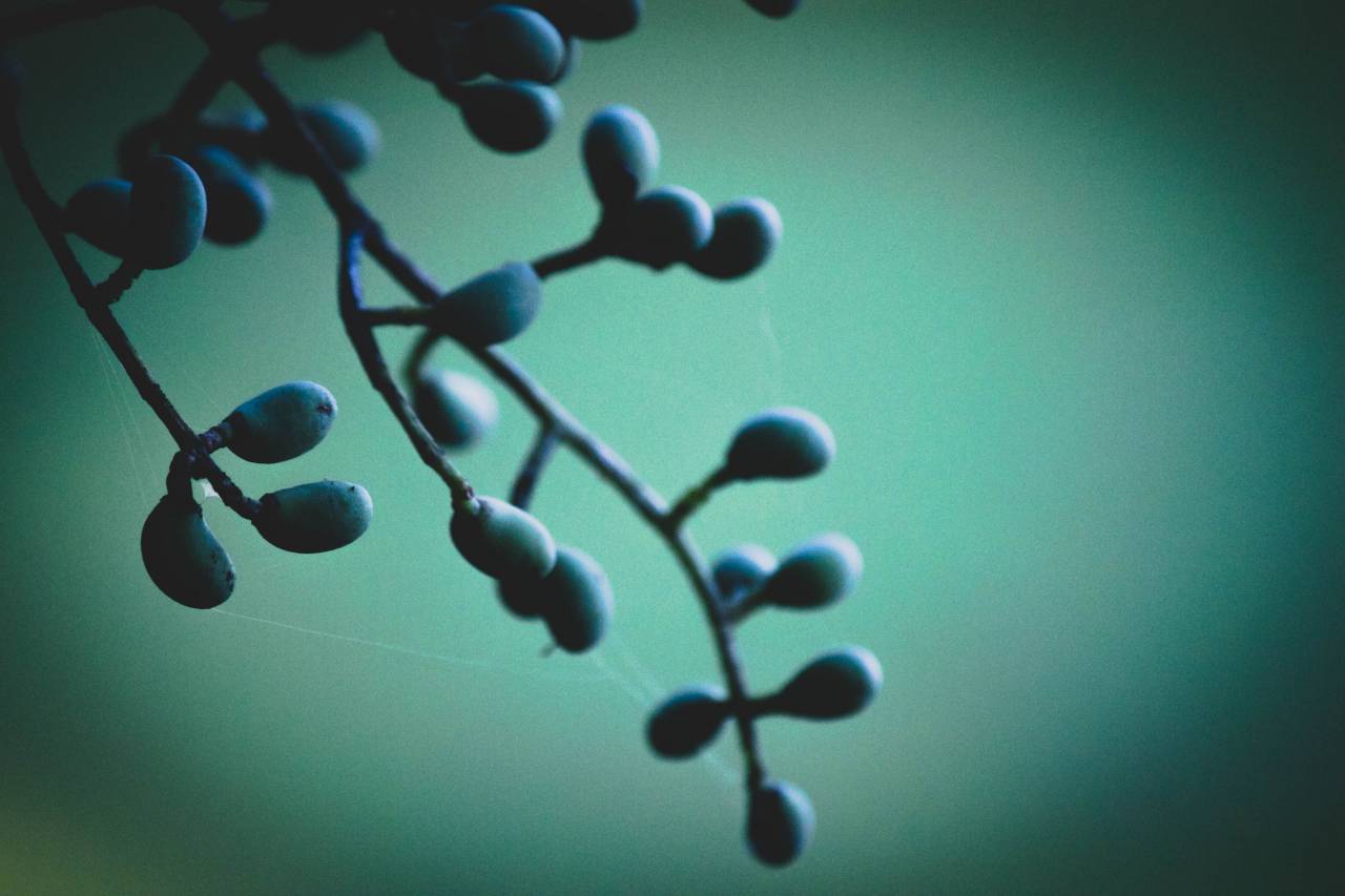 dusk, teal, nature, berries
, 