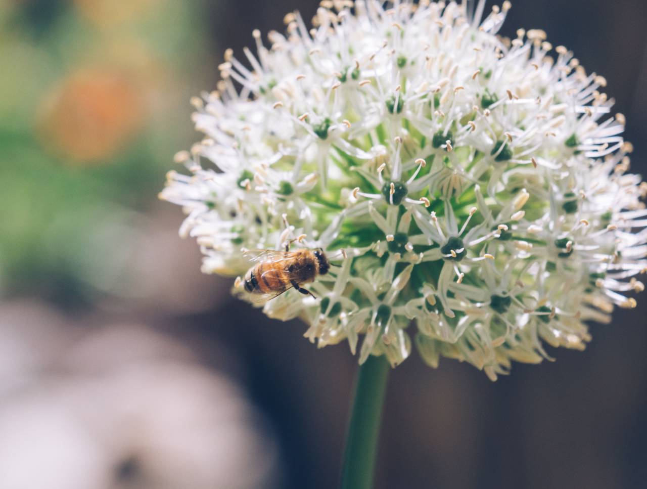 flower, bloom, petal, nature, plant, insect, bee, animal, blur
, 