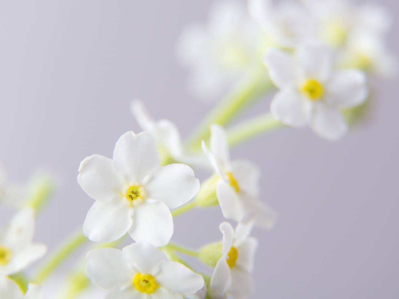 Flor, cerrar, fondo, flor, flor, macro, naturaleza, pétalo, flora, floral, natural, blanco, papel tapiz, suave,