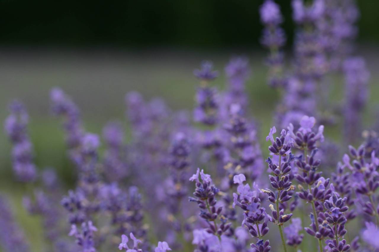 flower, field, lavender, nature, outdoors, herbal, purple, plant, grass, blooming, summer, bokeh, wallpaper
, 