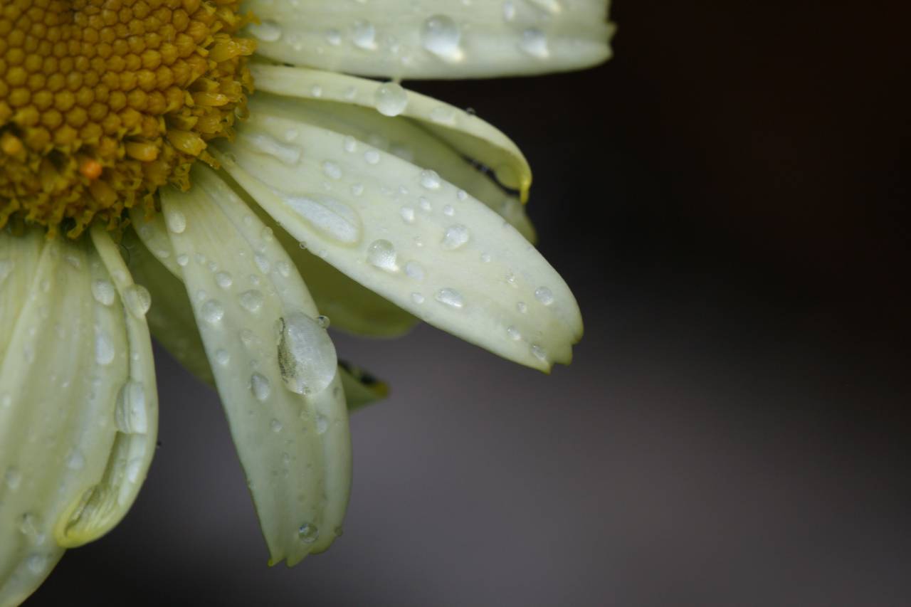 flower, water, droplets, close up, nature, outdoors, wet, rain, macro, natural, climate, weather, petals, background, daisy, flora, plant
, 