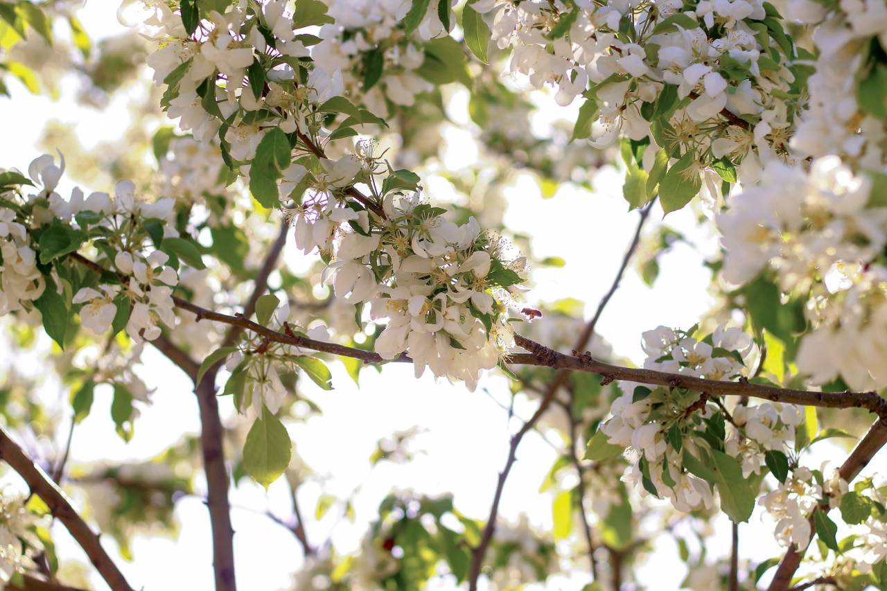 flowers, bee, pollen, tree, leaves, light, spring, white flower, bush, plant
, 