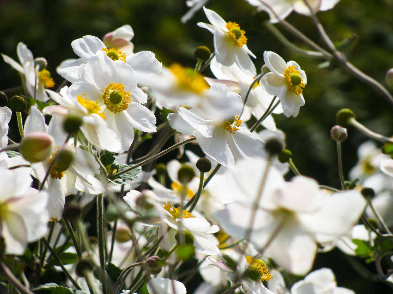 flowers, nature, blossoms, branches, stems, stalk, white, petals, bokeh, outdoors, garden
, 