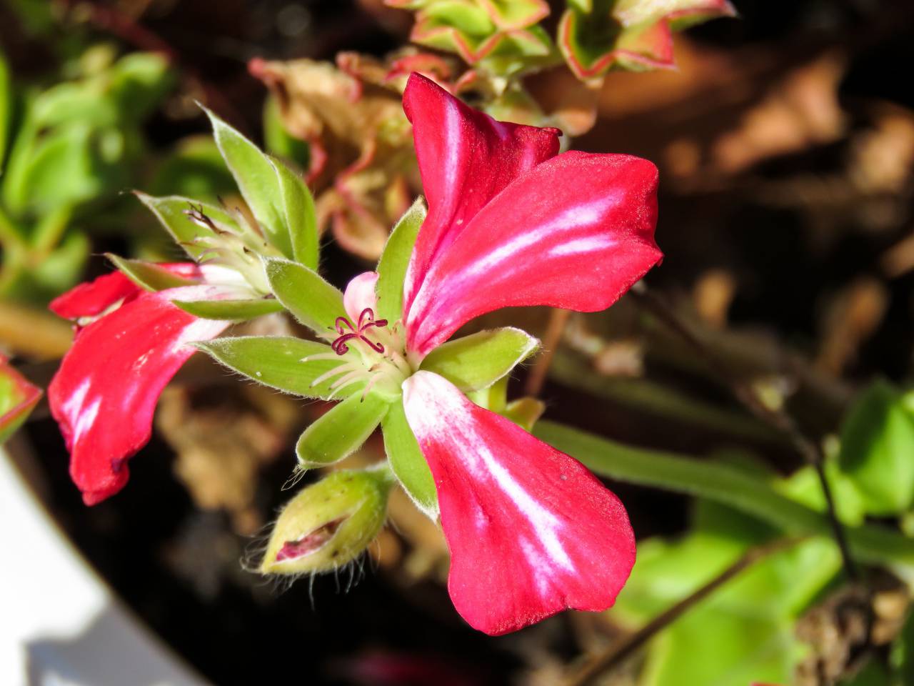 flores, plantas, maceta, jardinería,