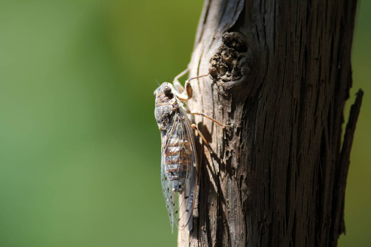 flying insect, animal, outdoor, tree, wood, trunk
, 