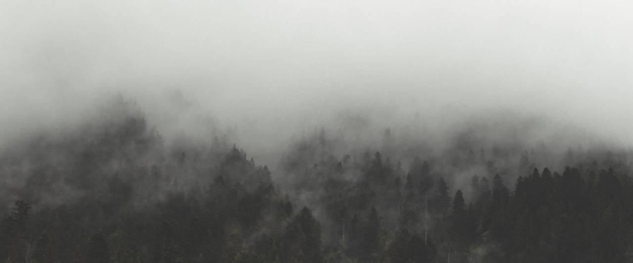 fog, trees, landscape, nature, forest, woods, clouds, outdoors, environment, climate, travel, explore, wanderlust, mountain, pine, mist, scenery, evergreen, green, moody, weather, rural, backcountry
, 